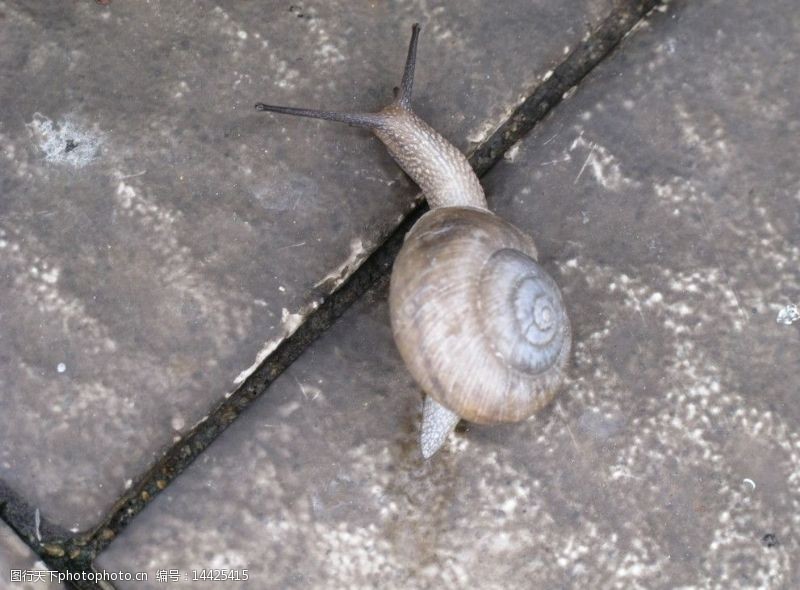 蜗蜗小蜗牛图片