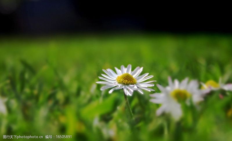 苦薏山白色菊花图片