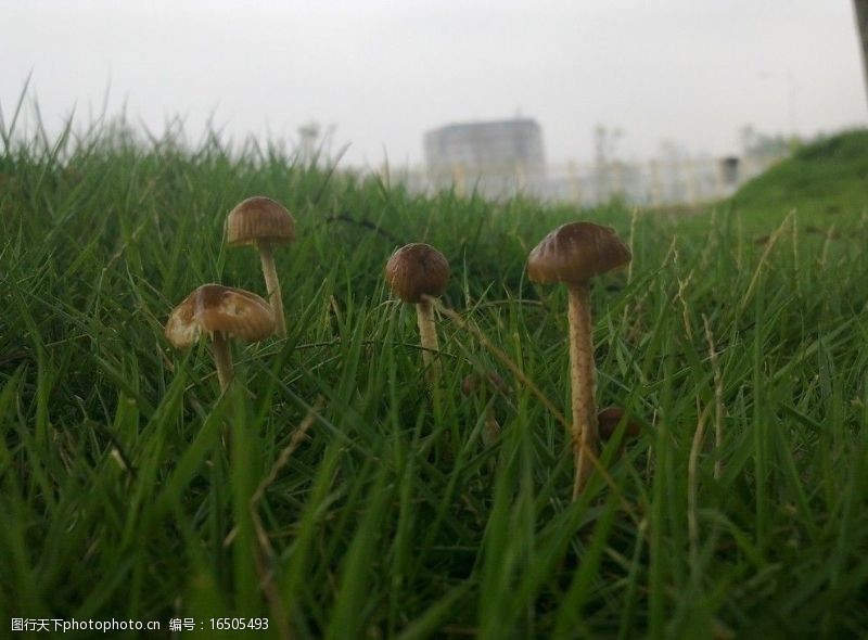 花菇好可爱的蘑菇图片