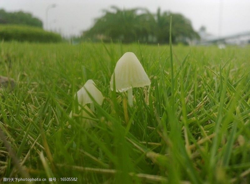 花菇伞状蘑菇图片