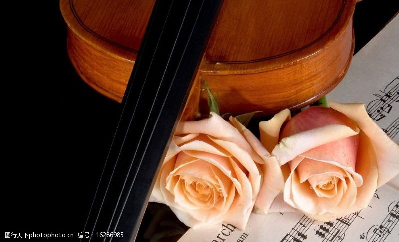 乐谱玫瑰与提琴图片