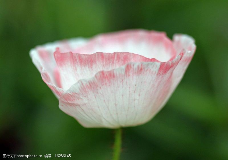 罂粟花粉红色冰岛罂粟图片