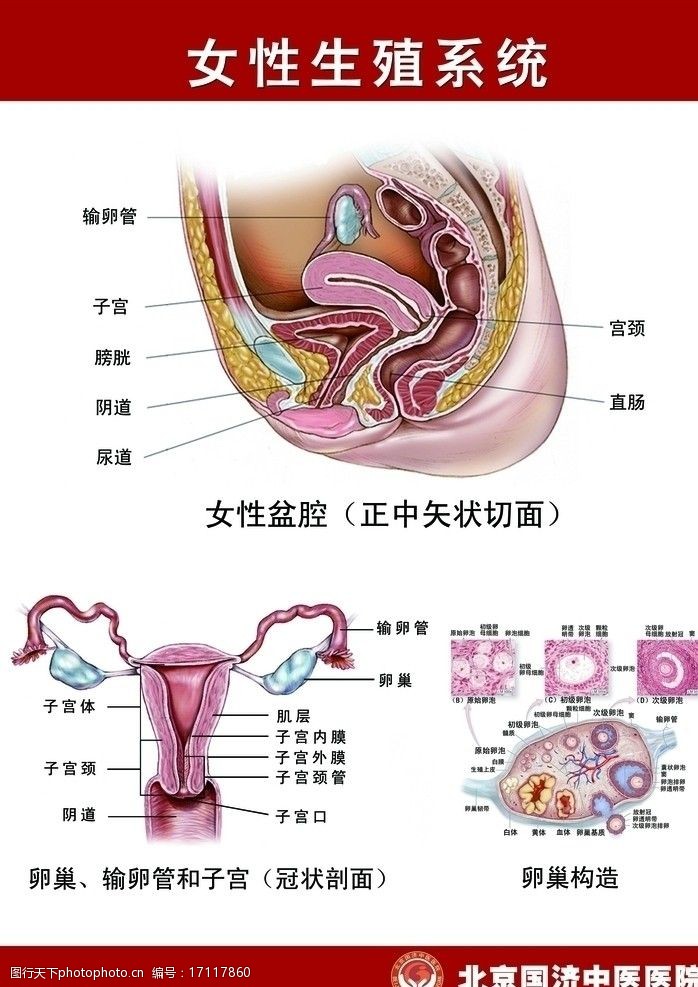 医疗器材女性生殖系统解剖图图片