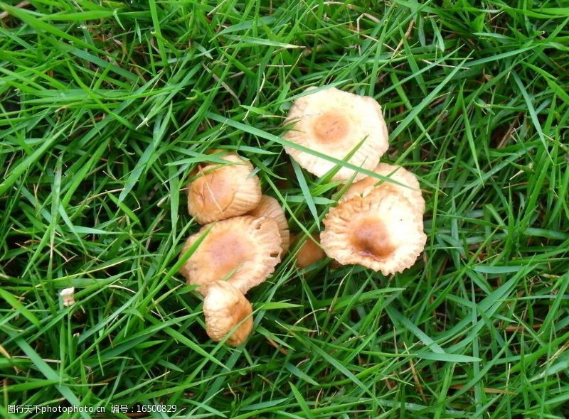 花菇野蘑菇图片