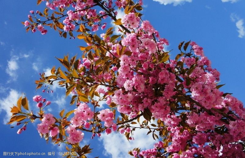 春天的风景高原樱花图片