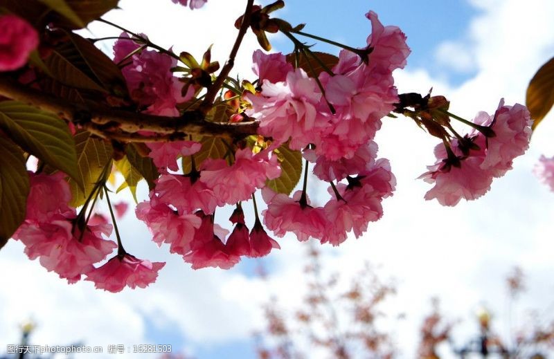 春天的风景高原樱花图片