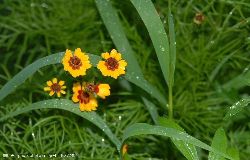 雨后的野草草地上的小黄花图片