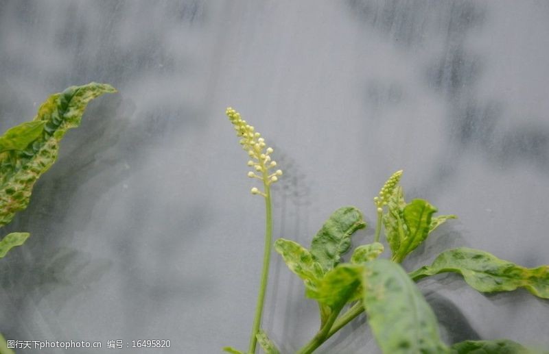 野葡萄的花图片免费下载 野葡萄的花素材 野葡萄的花模板 图行天下素材网