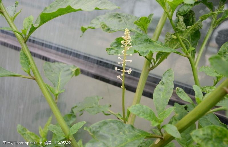 野葡萄的花图片免费下载 野葡萄的花素材 野葡萄的花模板 图行天下素材网