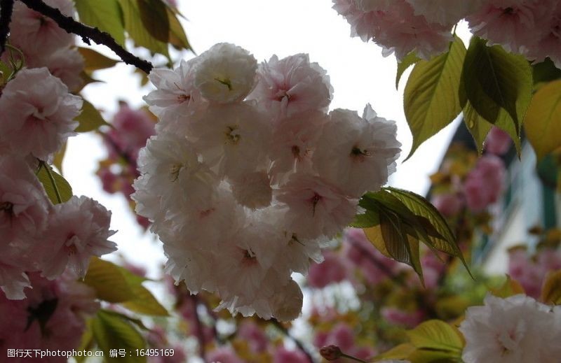 粉红色樱花樱花图片