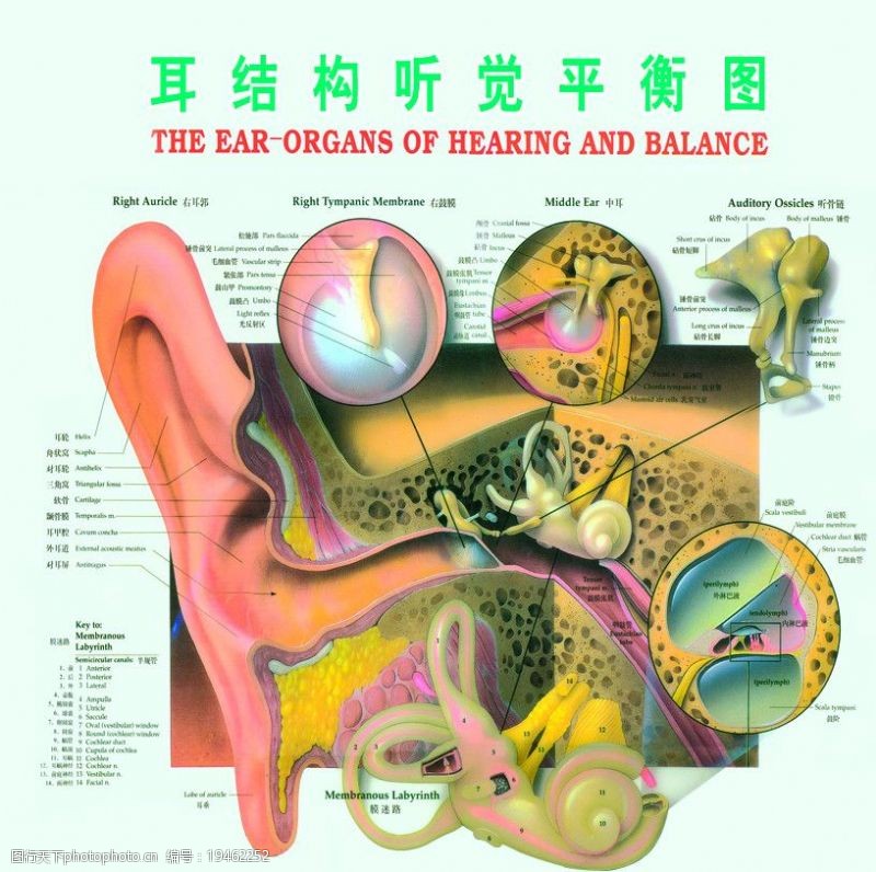 穴位耳结构听觉平衡图图片