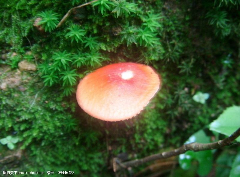 武夷山小红菇图片