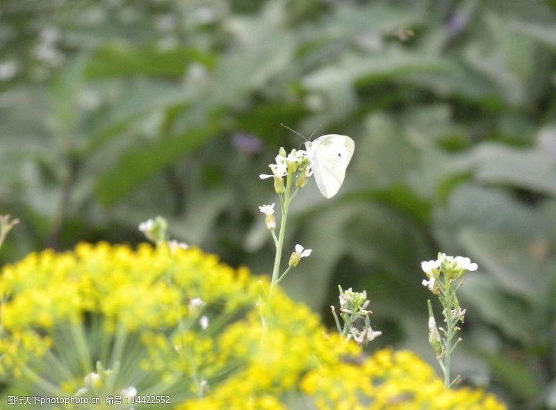 茴香虫蝴蝶与茴香图片