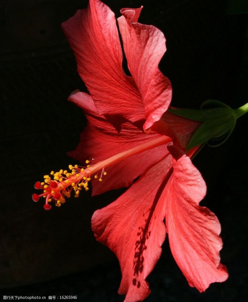 赤槿红色芙蓉花图片