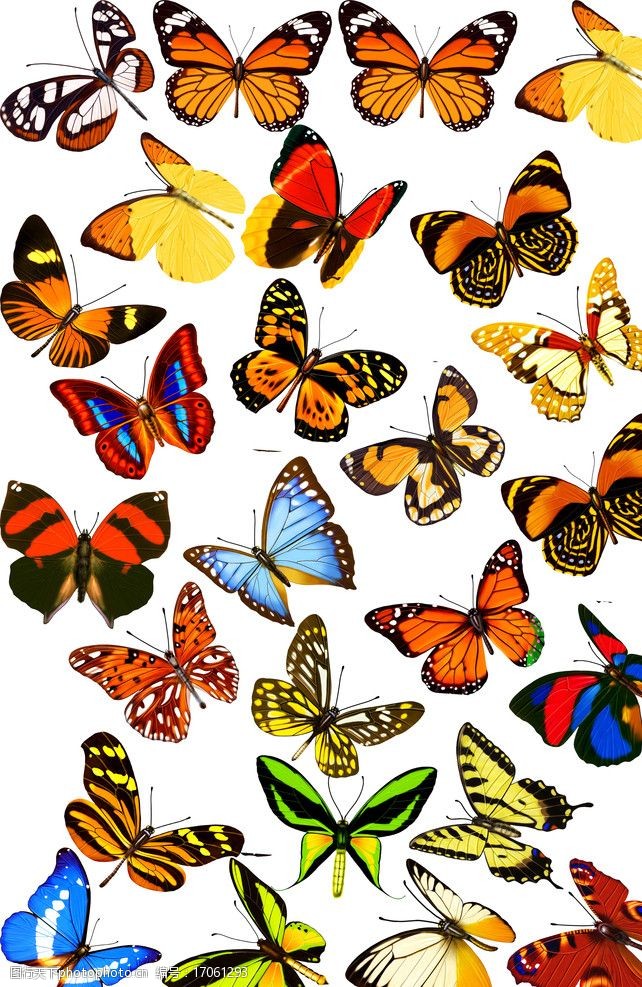 各种颜色的蝴蝶蝴蝶图片