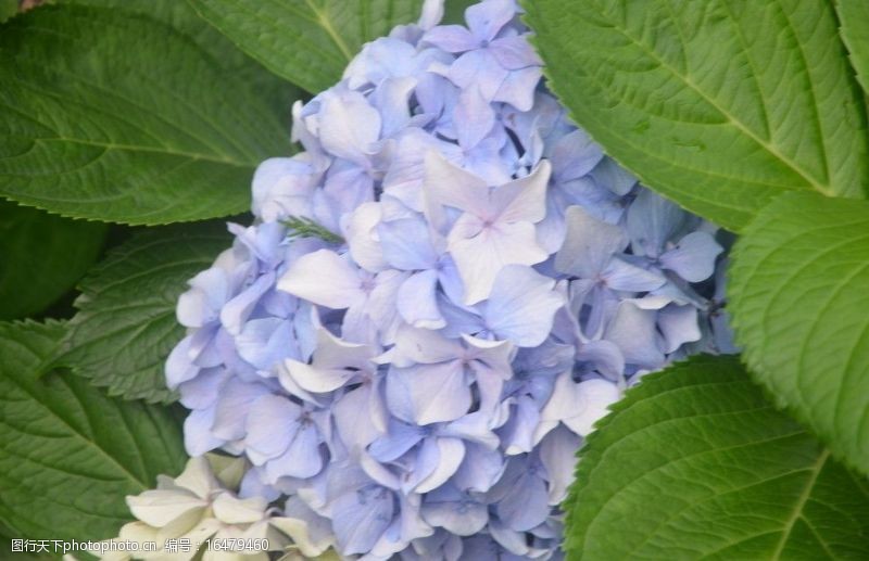 紫色系八仙花图片