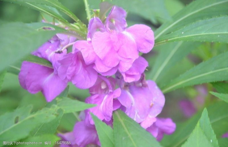 紫色系凤仙花图片