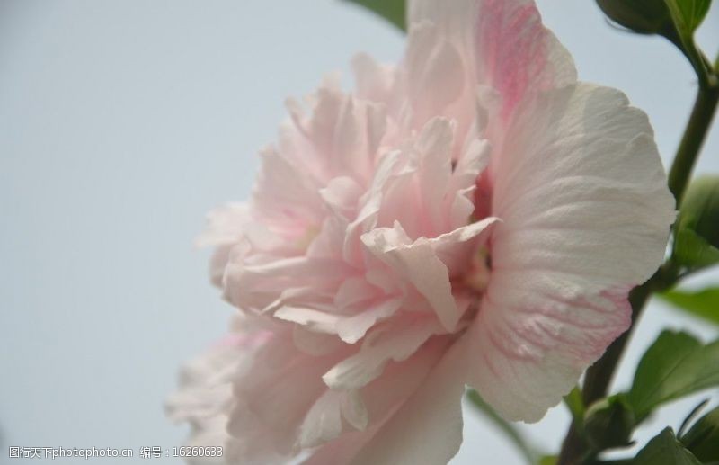 粉色系列木槿花图片