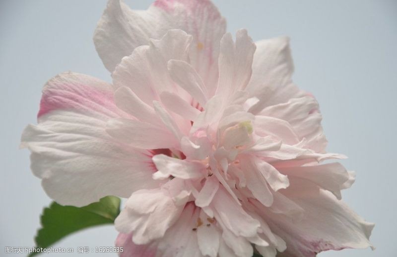 粉色系列木槿花图片