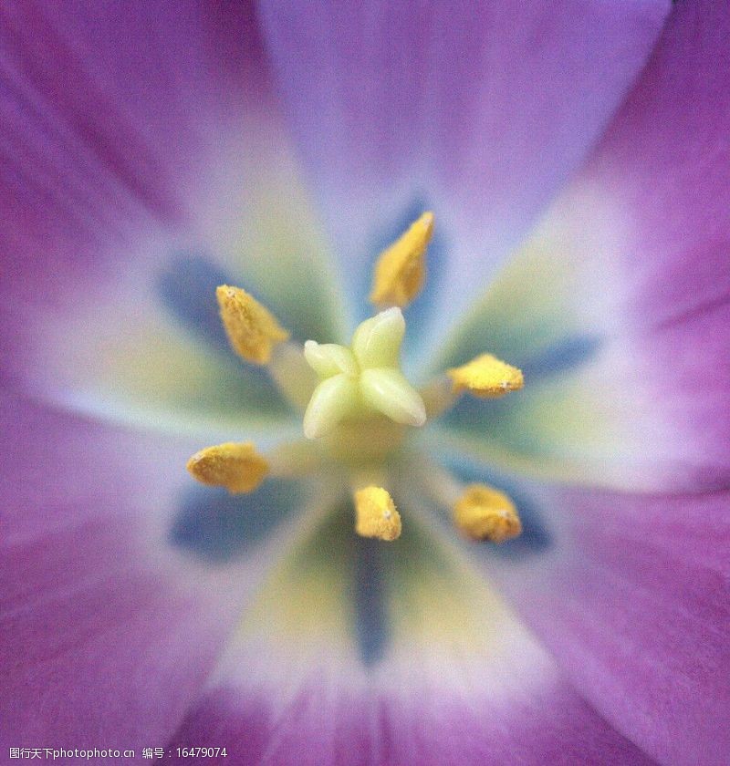紫郁金香花蕊图片免费下载 紫郁金香花蕊素材 紫郁金香花蕊模板 图行天下素材网