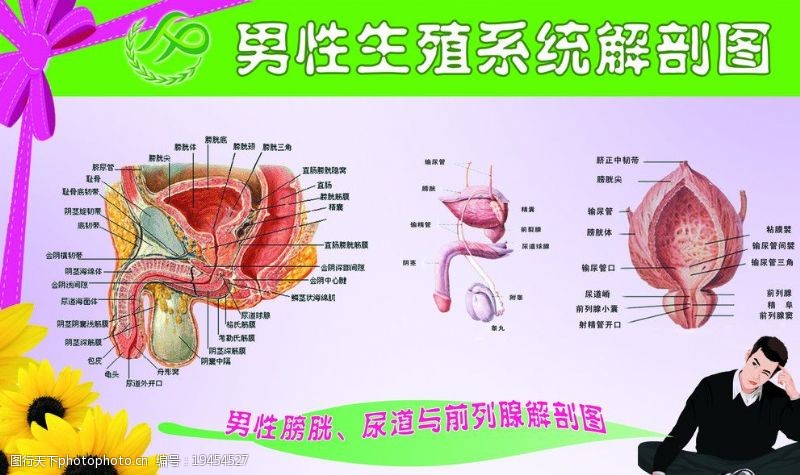 生殖系统图男性生殖系统解剖图图片