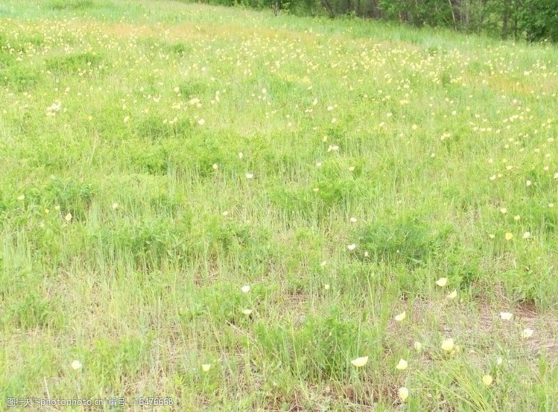 罂粟花遍地鲜黄图片