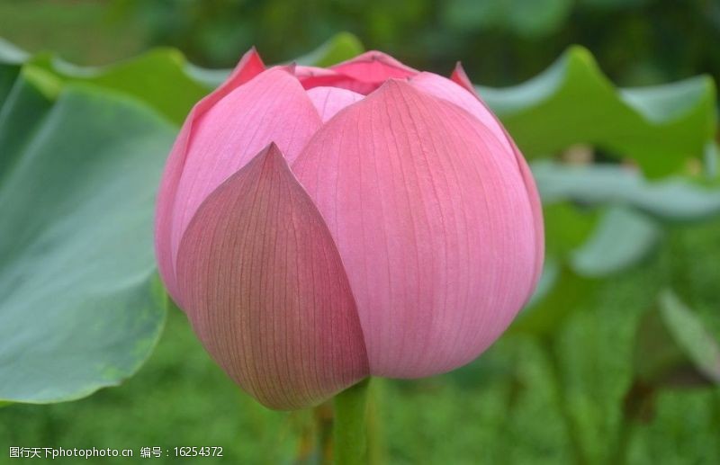 粉色系列菏花花蕾图片