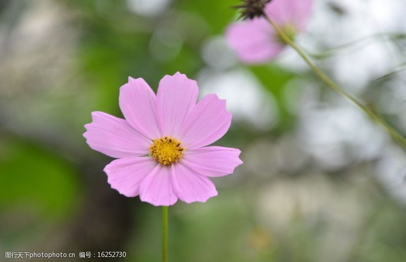 粉色系列波斯菊图片