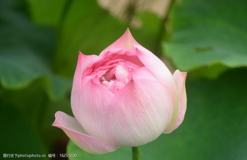粉色系列菏花花蕾图片