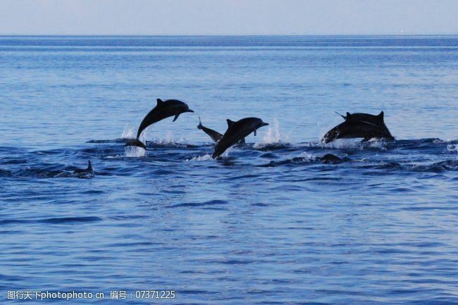 海豚免费下载马尔代夫海豚