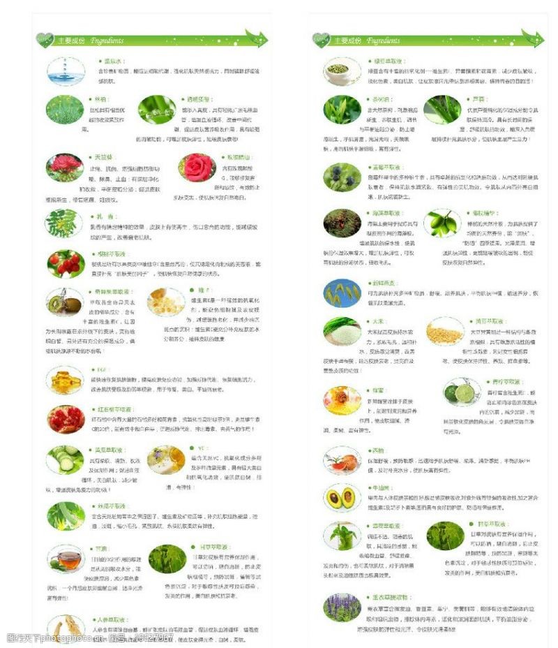 新鲜荟萃植物百科图片