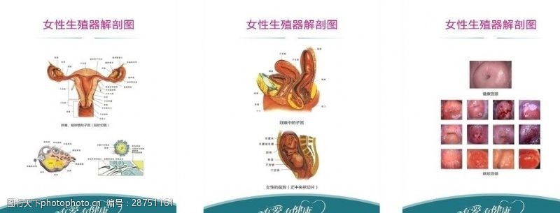 全彩杂志医学院女性生殖器解剖图