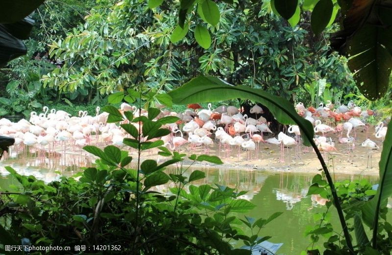 香江动物园火烈鸟图片